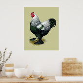 Poster Brahma : Coq foncé (Cuisine)
