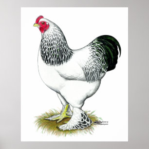 Poster Brahma :  Coq léger