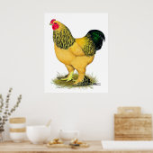 Poster Brahma : Rooster Buff (Cuisine)