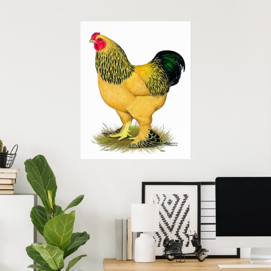 Poster Brahma : Rooster Buff (Bureau à domicile)