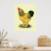 Poster Brahma : Rooster Buff (Cuisine)