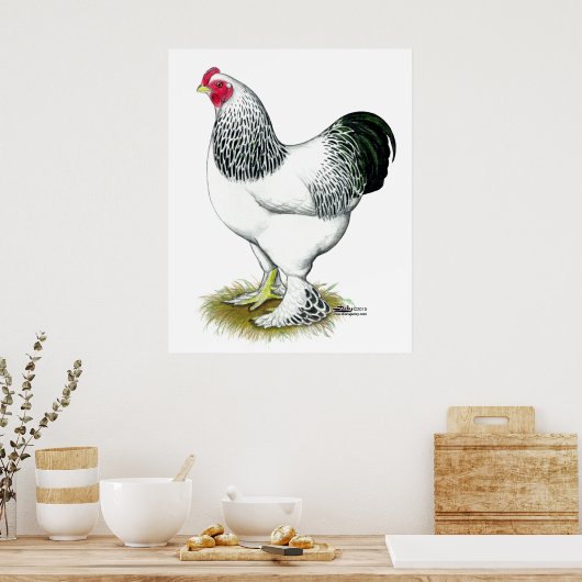Poster Brahma : Rooster léger (Cuisine)