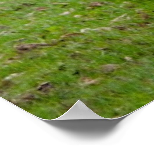 Poster Brahman (alias Brahma) Bull dans Field (Coin)