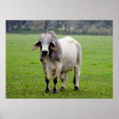 Poster Brahman (alias Brahma) Bull dans Field (Devant)