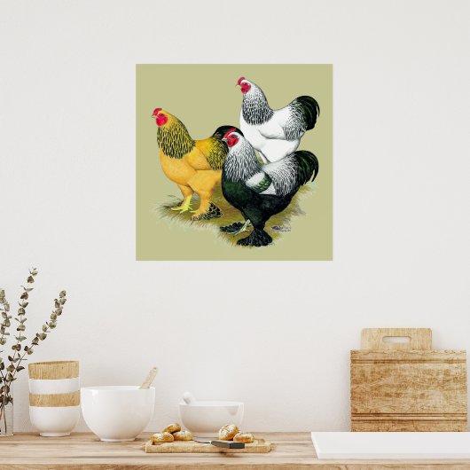 Poster Brahmas Three Roosters (Cuisine)