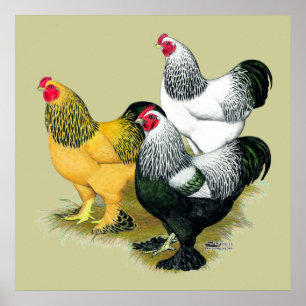 Poster Brahmas Three Roosters