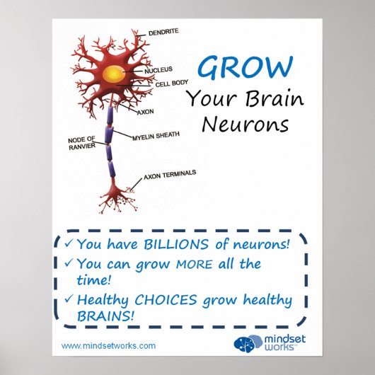 Poster Brainology® pour les neurones cérébraux (Devant)