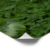 Poster Brakel Hahn (Coin)