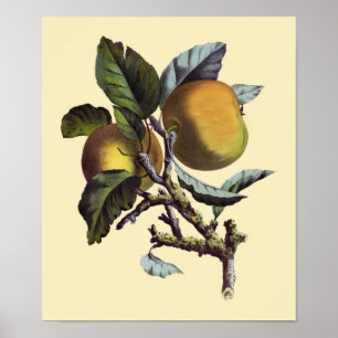 Poster Branche Apple vintage