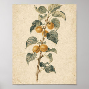 Poster Branche d'abricotier avec Fruit Mûr Art Botanique