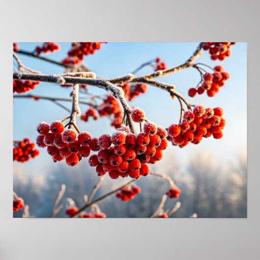 Poster Branche de baies rouges vibrantes (Devant)