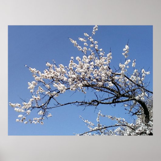 Poster Branche de cerisier en fleurs (Devant)