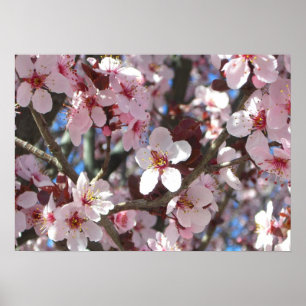 Poster Branche de fleurs roses Printemps Floral