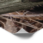 Poster Branche de l'arbre de relaxation et d'accrochage d (Coin)