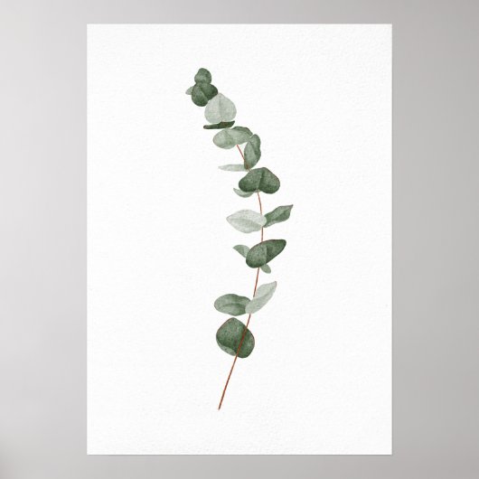 Poster Branche de l'eucalyptus (Devant)