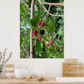 Poster Branche de Mullberry (Cuisine)