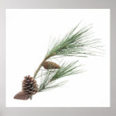 Poster Branche de pin avec les cônes (Devant)