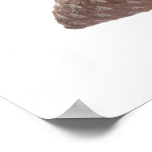 Poster Branche de pin avec les cônes (Coin)