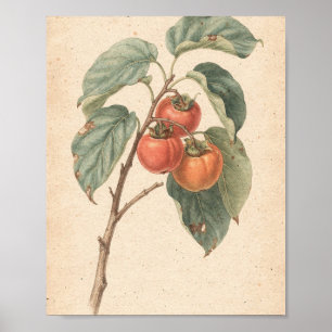 Poster Branche de plaqueminer avec fruit mûr Art botaniqu