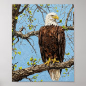 Poster Branche de printemps d'aigle chauve Art (Devant)