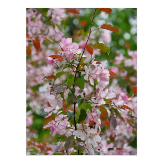 Poster Branche délicate avec fleurs pommier (Devant)