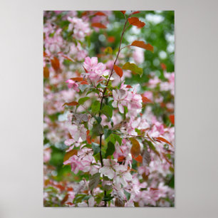 Poster Branche délicate avec fleurs pommier