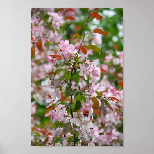 Poster Branche délicate avec fleurs pommier (Devant)