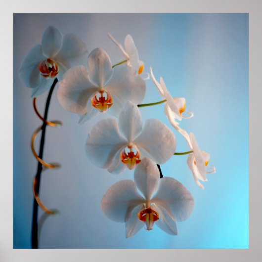 Poster Branche des orchidées (Devant)