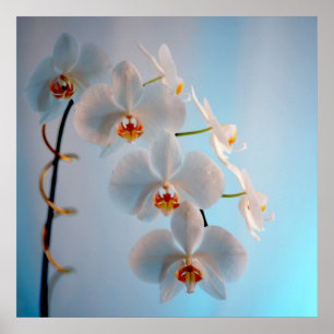 Poster Branche d'orchidée