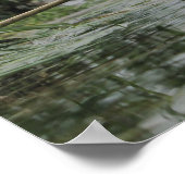 Poster Branche en eau douce (Coin)