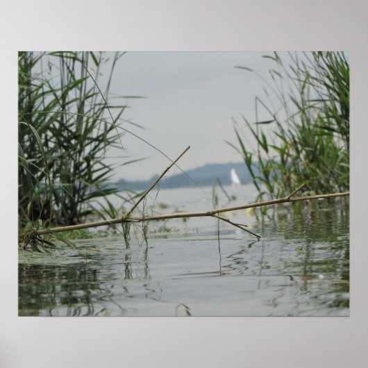 Poster Branche en eau douce (Devant)
