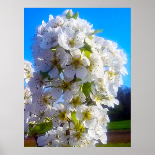 Poster Branche florissante d'une poire