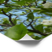 Poster Branche of Dogwood Blossoms Spring Trees (Coin)