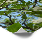 Poster Branche of Dogwood Blossoms Spring Trees (Coin)