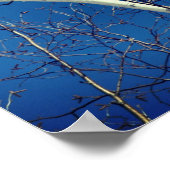 Poster Branches d'arbre de bouleau blanc contre le ciel b (Coin)