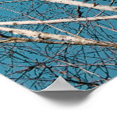 Poster Branches de bouleau argenté au soleil (Coin)