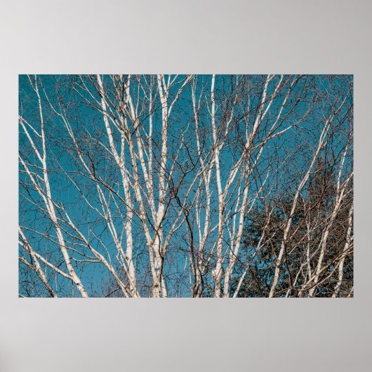 Poster Branches de bouleau argenté au soleil (Devant)