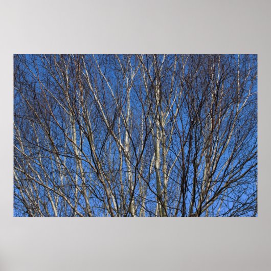 Poster Branches de bouleau d'argent 02 (Devant)