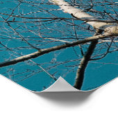 Poster Branches de bouleau d'argent au soleil (Coin)