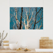 Poster Branches de bouleau d'argent au soleil (Cuisine)