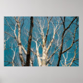 Poster Branches de bouleau d'argent au soleil (Devant)