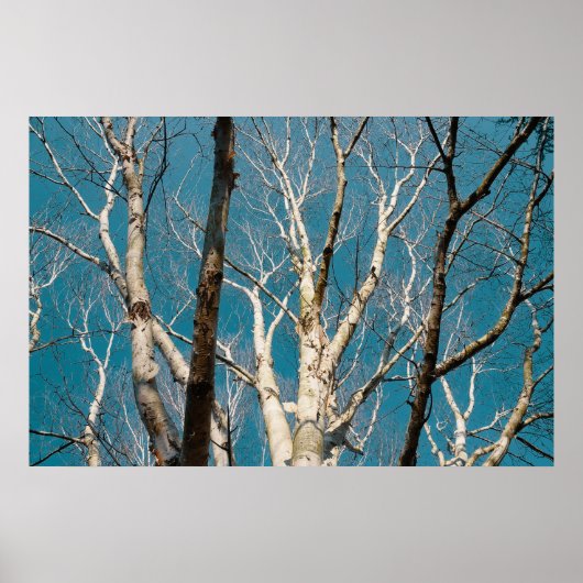 Poster Branches de bouleau d'argent au soleil (Devant)