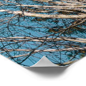 Poster Branches de bouleau d'argent au soleil (Coin)