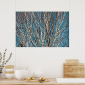 Poster Branches de bouleau d'argent au soleil (Cuisine)