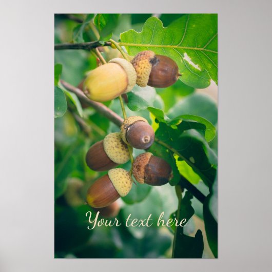 Poster Branches de chêne avec des glands (Devant)