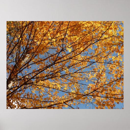 Poster Branches de feuilles d'érable II Automne orange (Devant)