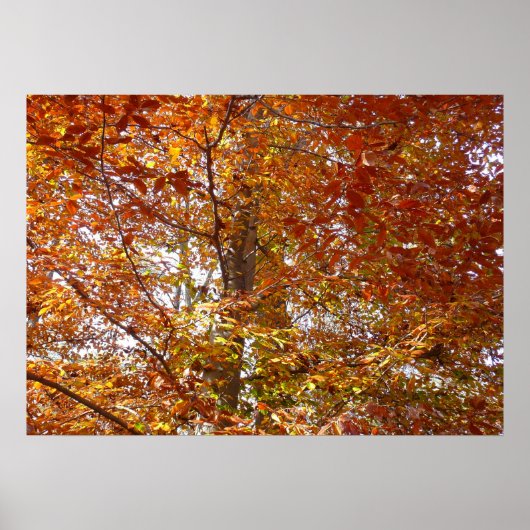 Poster Branches de feuilles orange Nature automnale (Devant)