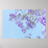 Poster Branches de Jacaranda en Fleurs (Devant)