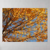 Poster Branches de Maple Feuilles II Orange Automne (Devant)
