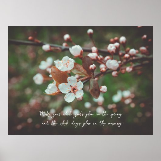 Poster Branches de prune avec fleurs blanches (Devant)